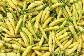 yellow chili peppers. yellow hot chili peppers background. Colorful chili peppers. Spicy yellow...