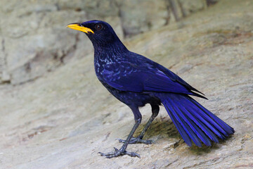 Blue whistling thrush bird