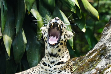 Leopards are large, solitary cats belonging to the genus Panthera and are renowned for their...