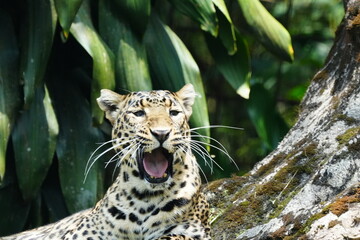 Leopards are large, solitary cats belonging to the genus Panthera and are renowned for their...