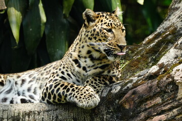 Leopards are large, solitary cats belonging to the genus Panthera and are renowned for their strength, agility, and adaptability. They are one of the 