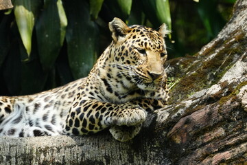 Leopards are large, solitary cats belonging to the genus Panthera and are renowned for their strength, agility, and adaptability. They are one of the 