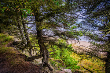 Roots in sand at theEsbjerg Marbaek forest plantation small walking path, Denmark