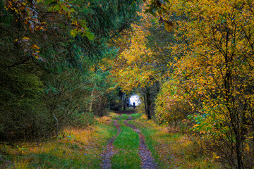 Esbjerg Marbaek forest plantation small walking path, Denmark