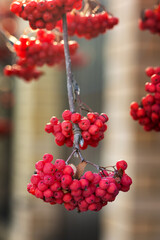 Red mountain ash, hanging brush close up, autumn