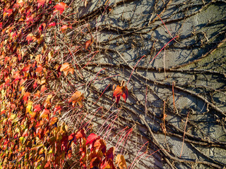 Texture of an ivy that has lost its leaves in autumn