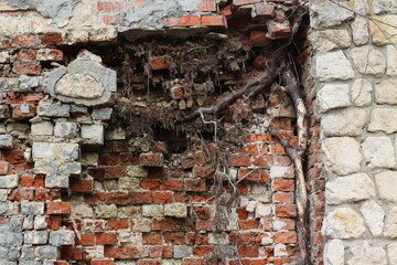 Tree roots destroy a brick wall