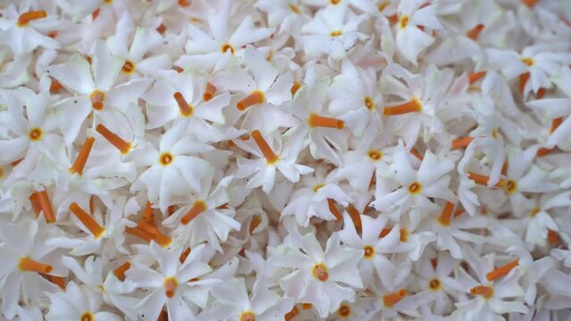 Night jasmine, Seuli or Shefali flower is symbol flower of saradiya or Durga Puja festival in autumn season.