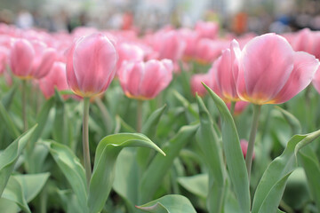 Tulipa gesneriana, a nature landscape at hong kong