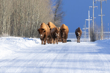 Bison walking on road with snow and telephone poles
