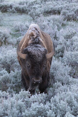 Bison in sagebrush with hoar frost