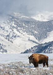 bison standing in white snow in early winter