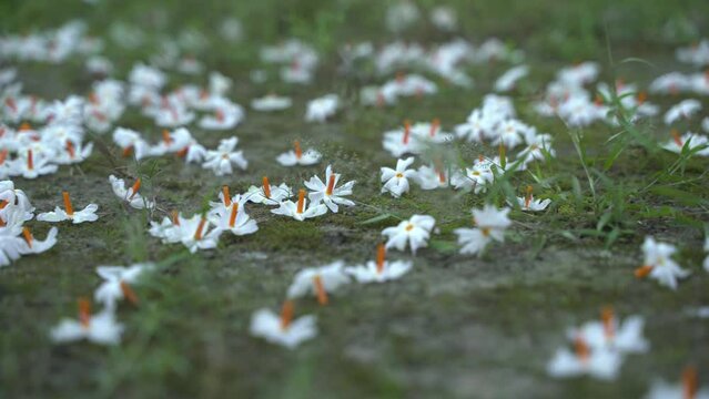 Night jasmine, Seuli or Shefali flower is symbol flower of saradiya or Durga Puja festival in autumn season.