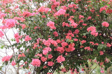 a Bougainvillea spectabilis, the landscape of hong kong