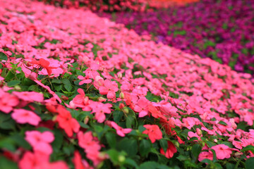 the Viola tricolor, the landscape of hong kong