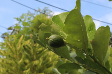 Lush foliage of the tree against the sky.