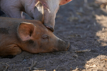 Mangalita breed pig raised outdoors. The Mangalița domestic pig breed is of Serbian and Hungarian...