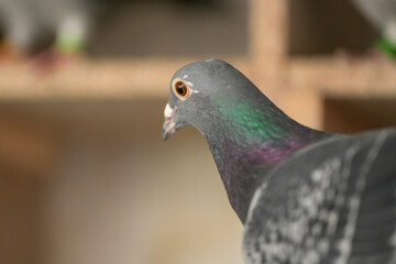 carrier pigeons before a pigeon competition. champion pigeons.