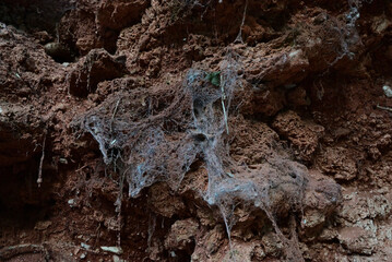 Telaraña en La Vall