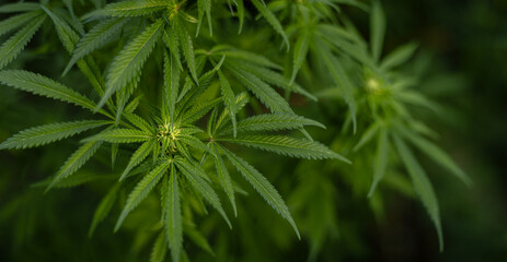 Close-up of a green cannabis bush. Marijuana leaves