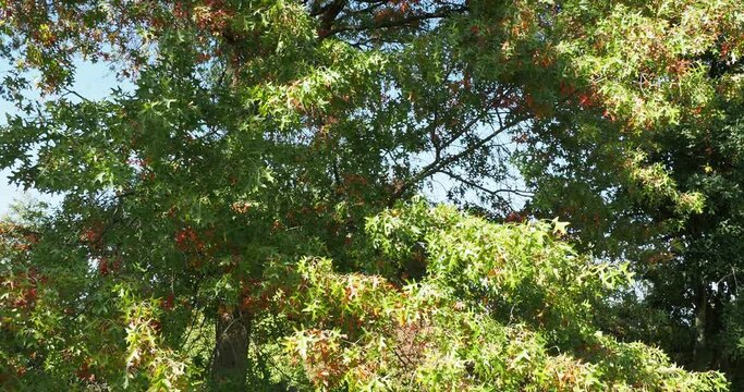 (Quercus palustris) Sumpf-Eiche oder Spree-Eiche, sch&ouml;ner und gro&szlig;er Baum mit r&ouml;tlich bis scharlachrot Bl&auml;tter sehr dekorativ im Herbst

