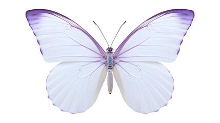 butterfly isolated on a white background, Beautiful Butterflie isolated on a transparent...