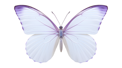 butterfly isolated on a white background, Beautiful Butterflie isolated on a transparent background, Generative AI