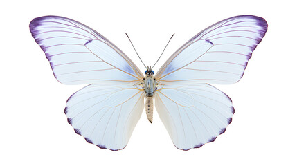 Fototapeta premium butterfly isolated on a white background, Beautiful Butterflie isolated on a transparent background, Generative AI
