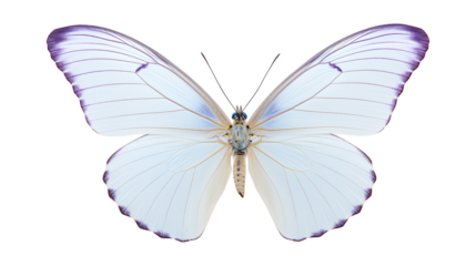 butterfly isolated on a white background, Beautiful Butterflie isolated on a transparent background, Generative AI