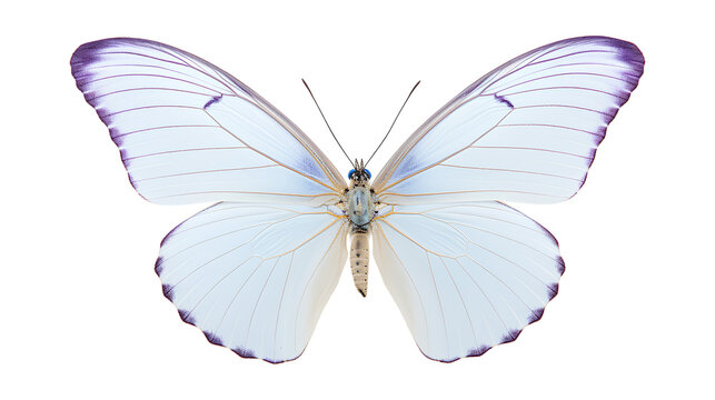 butterfly isolated on a white background, Beautiful Butterflie isolated on a transparent background, Generative AI