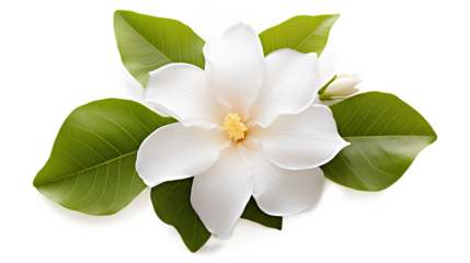 white frangipani flower isolated, beautiful flower with leaf on a transparent background, Generative AI