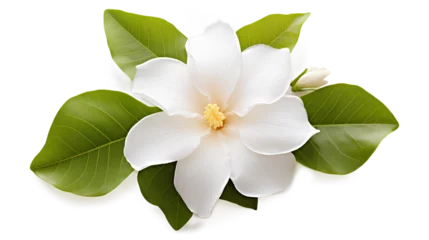 Foto auf Leinwand white frangipani flower isolated, beautiful flower with leaf on a transparent background, Generative AI © mizan