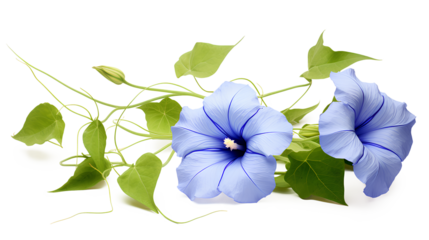 Blue Morning Glory flower floral and green leaf on a transparent background, Generative AI