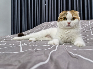 Cute Scottish Fold cat lounging on a gray bed.