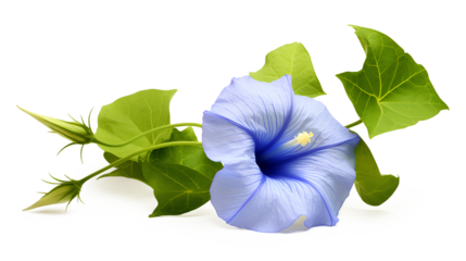 Blue Morning Glory flower floral and green leaf on a transparent background, Generative AI