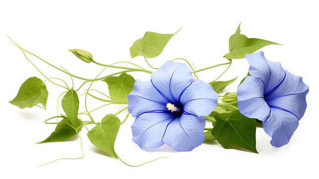 Blue Morning Glory flower floral and green leaf on a transparent background, Generative AI