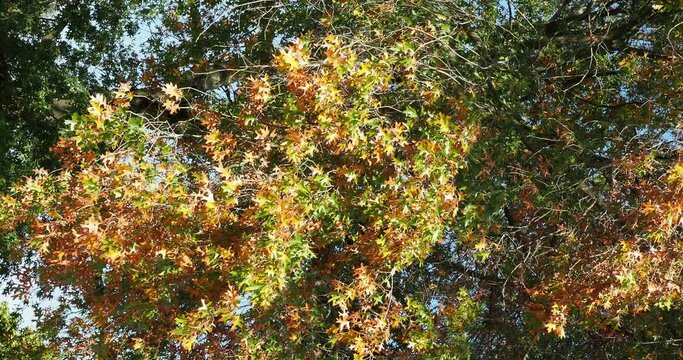 (Quercus palustris) Sumpf-Eiche oder Spree-Eiche, sch&ouml;ner und gro&szlig;er Baum mit r&ouml;tlich bis scharlachrot Bl&auml;tter sehr dekorativ im Herbst
