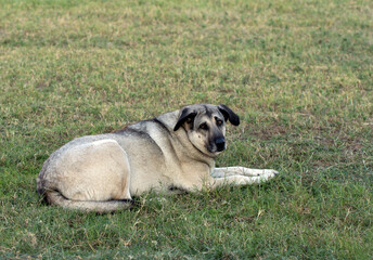 A fatty old straty dog laying on grasses in a city park