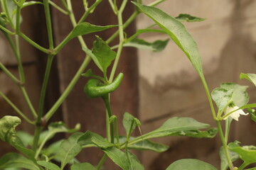 Fresh green leaves on a blurred background	