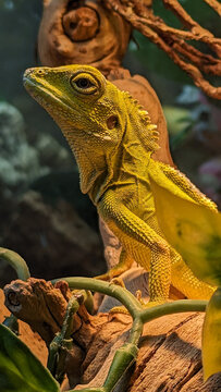 I guana see you