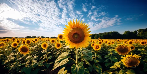 Wandcirkels plexiglas A Whole Field Of sunflowers Real Photo, sunflower field in the summer. Generative Ai content © Kashif Ali 72