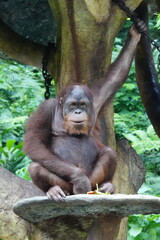 Orangutans are highly intelligent and critically endangered great apes native to the rainforests of Borneo and Sumatra in Southeast Asia. |紅毛猩猩|人猿|紅猩猩|Orang utan