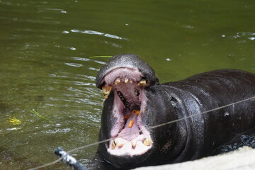 Fototapeta premium The Pygmy Hippopotamus (Choeropsis liberiensis or Hexaprotodon liberiensis) is a small, elusive, and primarily nocturnal mammal native to the forests |倭河馬|侏儒河馬