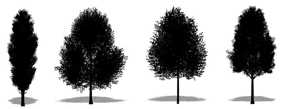 Set or collection of Black Poplar trees as a black silhouette on white background. Concept or conceptual vector for nature, planet, ecology and conservation, strength, endurance and  beauty