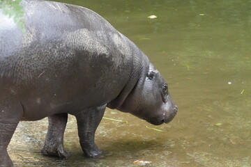 Naklejka premium The Pygmy Hippopotamus (Choeropsis liberiensis or Hexaprotodon liberiensis) is a small, elusive, and primarily nocturnal mammal native to the forests |倭河馬|侏儒河馬