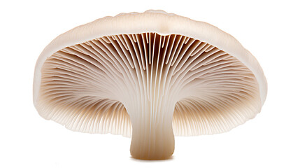 Mushroom isolated on white, mushroom isolated on Transparent background, Generative AI