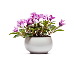 Fototapeta na wymiar pink flower in a pot, otted plant and accompanying flowers isolated on a transparent background, Generative AI