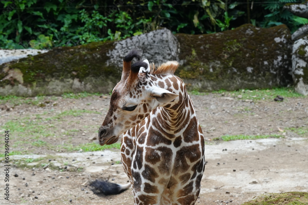 Poster The giraffe (Giraffa camelopardalis) is a unique and majestic African mammal known for its exceptional height, long neck, distinctive coat pattern, and elegant appearance. |長頸鹿