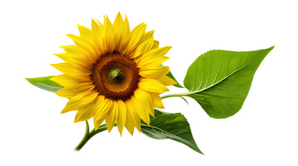 Obraz premium Sunflowers isolated on a white background, Generative AI