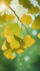 Fototapeta premium Ginkgo biloba leaves leaves background
